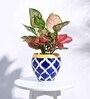 Rose Blue Ceramic Apple Shape Desk Pot Planter
