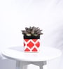 Rose Red Ceramic Square Shape Desk Pot Planter