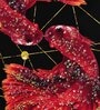 Scarlet Fish Wall Frame  MDF  PS Outer Frame  Crystal Accents