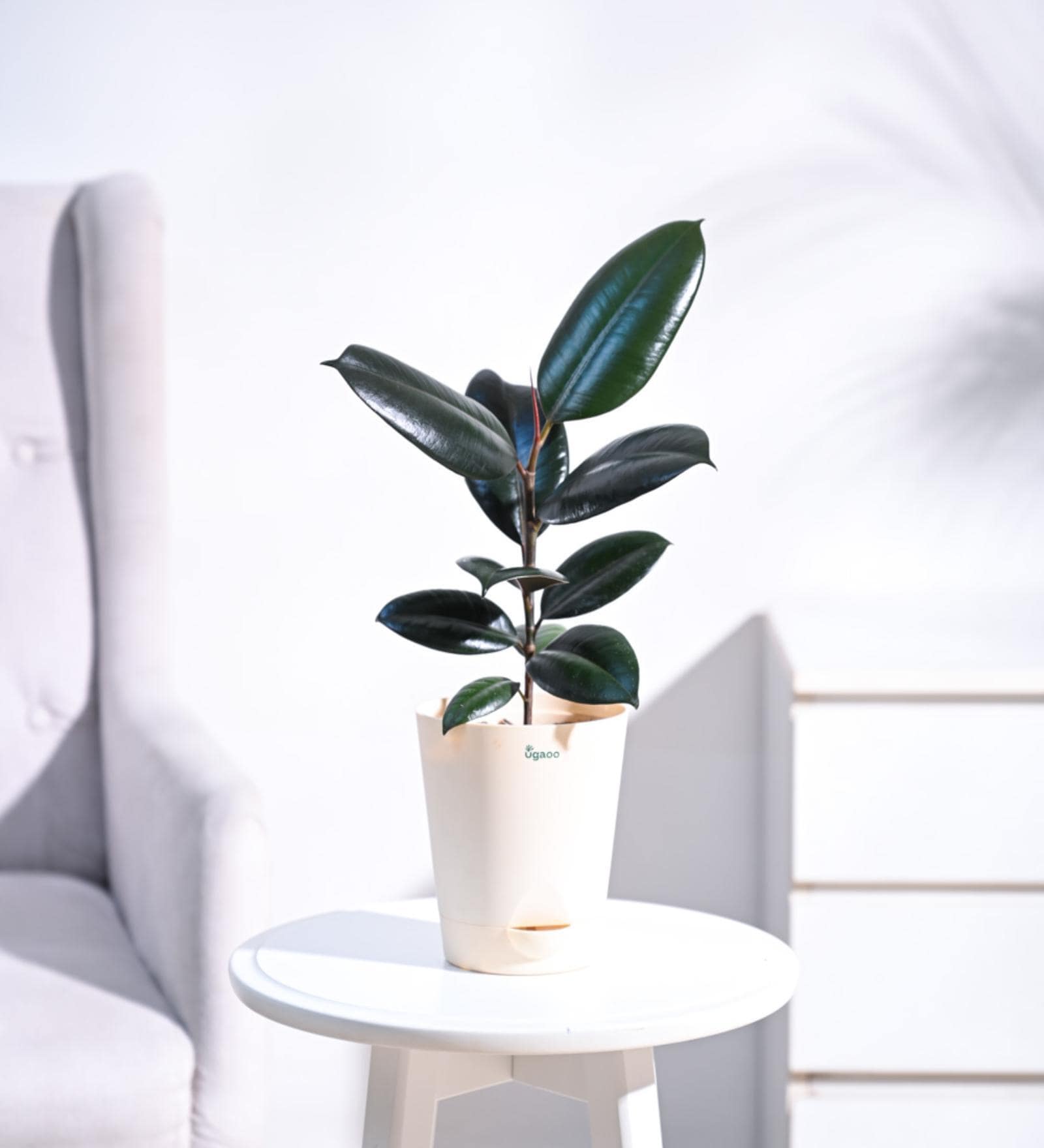 Rubber Medium Low Maintenance Plants