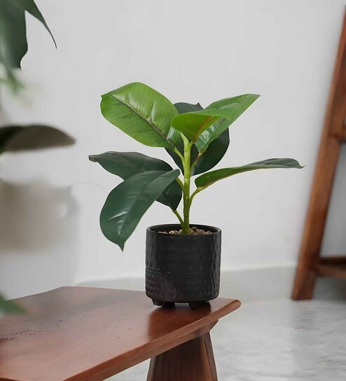 Rubber Fig Plant