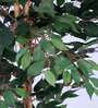 Artificial Rubber Plant 65Cm