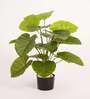 Artificial Rubber Plant 65Cm