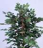 Artificial Rubber Plant 65Cm