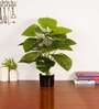 Artificial Rubber Plant 65Cm