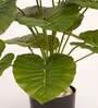 Artificial Rubber Plant 65Cm