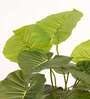 Artificial Rubber Plant 65Cm