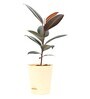 Rubber Medium Low Maintenance Plants