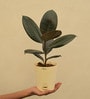 Rubber Medium Low Maintenance Plants