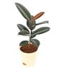 Rubber Medium Low Maintenance Plants