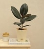 Rubber Medium Low Maintenance Plants