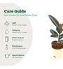 Rubber Medium Low Maintenance Plants