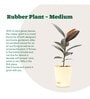 Rubber Medium Low Maintenance Plants