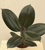 Rubber Medium Low Maintenance Plants