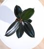 Rubber Medium Low Maintenance Plants