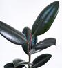 Rubber Medium Low Maintenance Plants