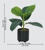 Rubber Fig Plant