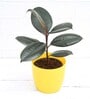 Rubber Tree Rubber Ficus Elastica With Pot Natural Plant