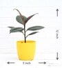 Rubber Tree Rubber Ficus Elastica With Pot Natural Plant