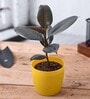 Rubber Tree Rubber Ficus Elastica With Pot Natural Plant