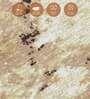Rust and Cream Abstract 4x6 Feet Machine Made Carpet