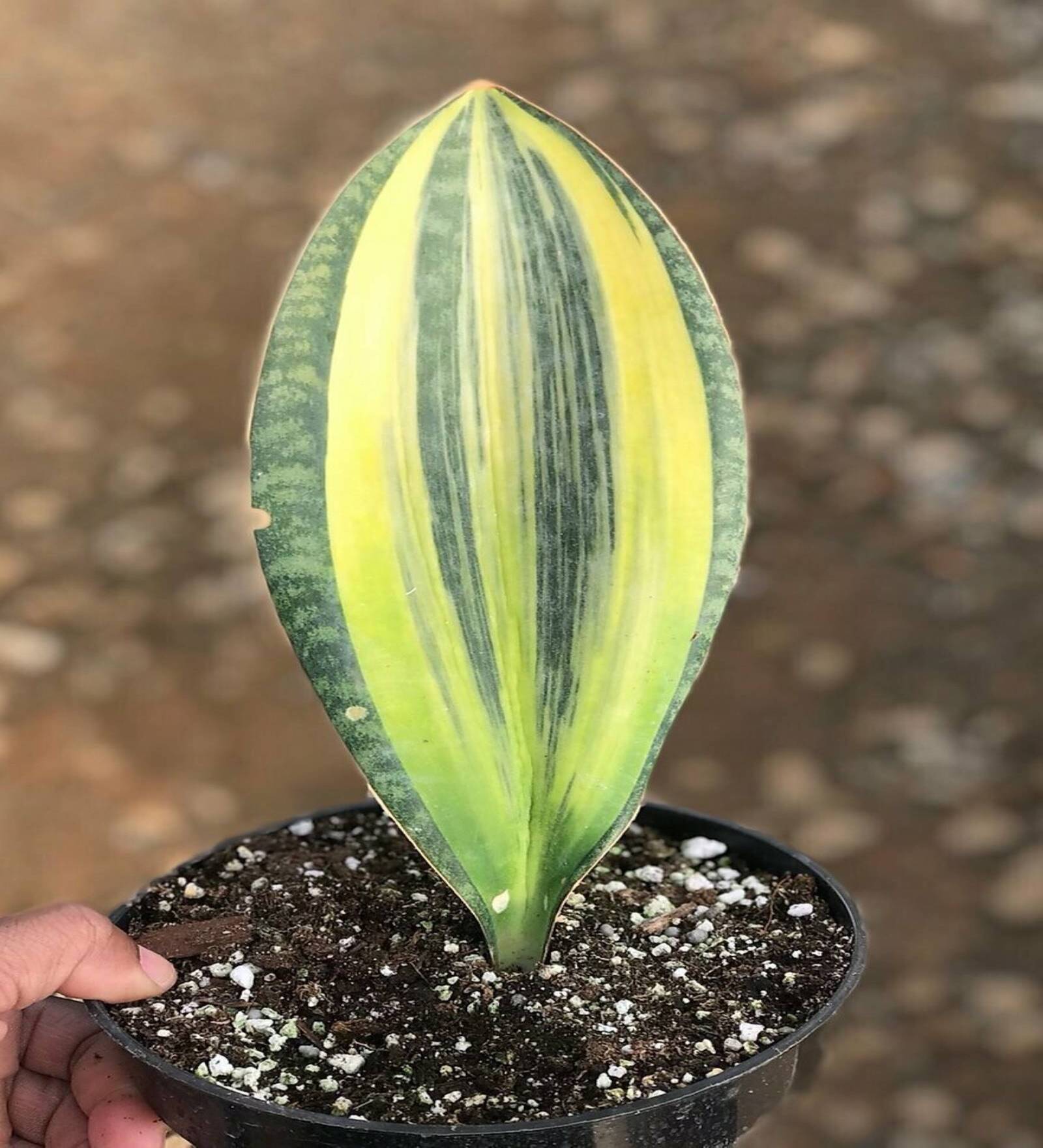 S.Whale Finvar Natural Plant