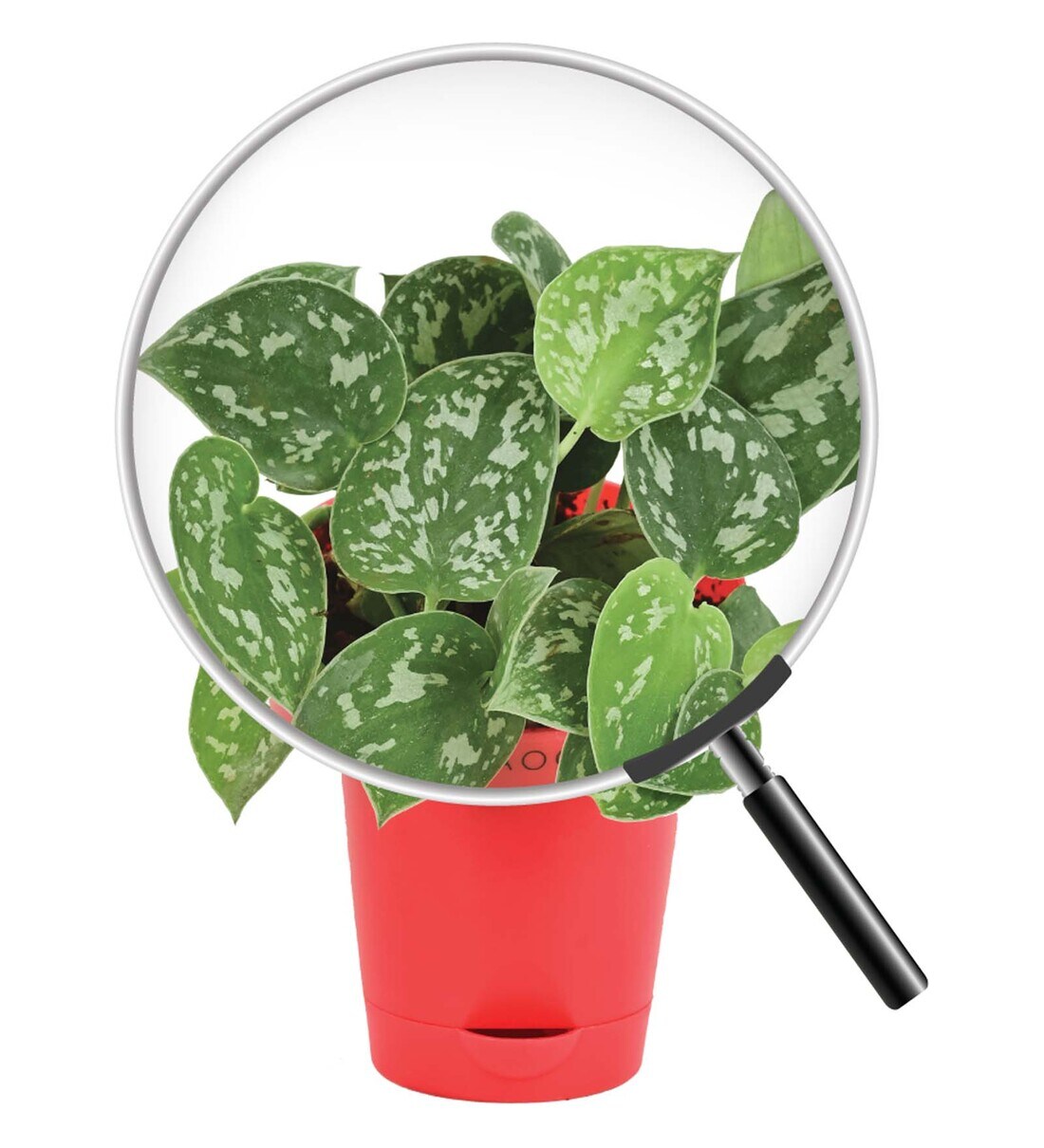 Buy Satin Pothos Argyraeus Air Purifier Plants by Ugaoo Online Air