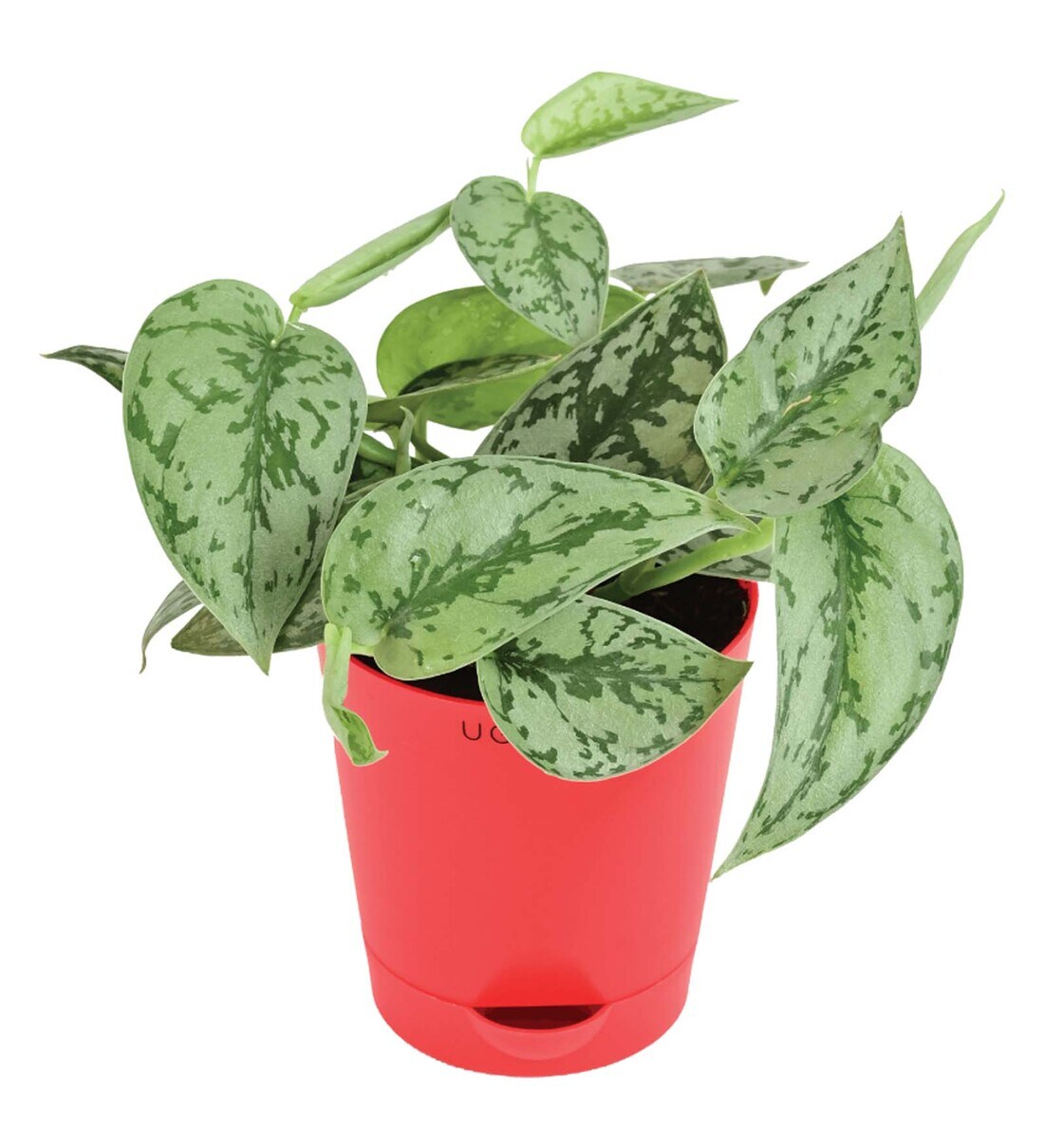 Buy Satin Silver Splash Air Purifier Plants by Ugaoo Online Air