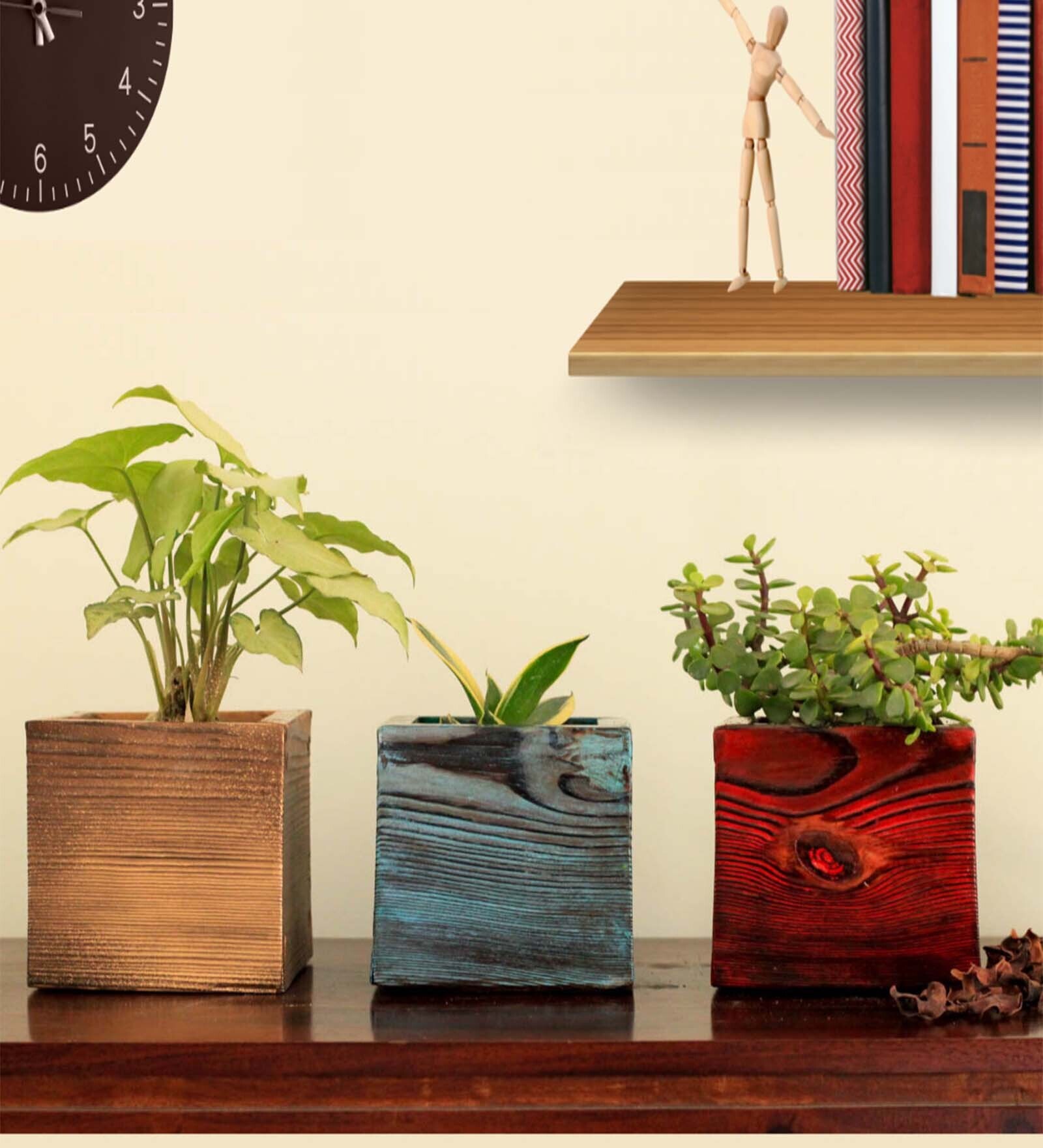 Sanseivera, Jade And Arrowhead Natural Plant in Muticoloured Pinewood Pot, Set of 3