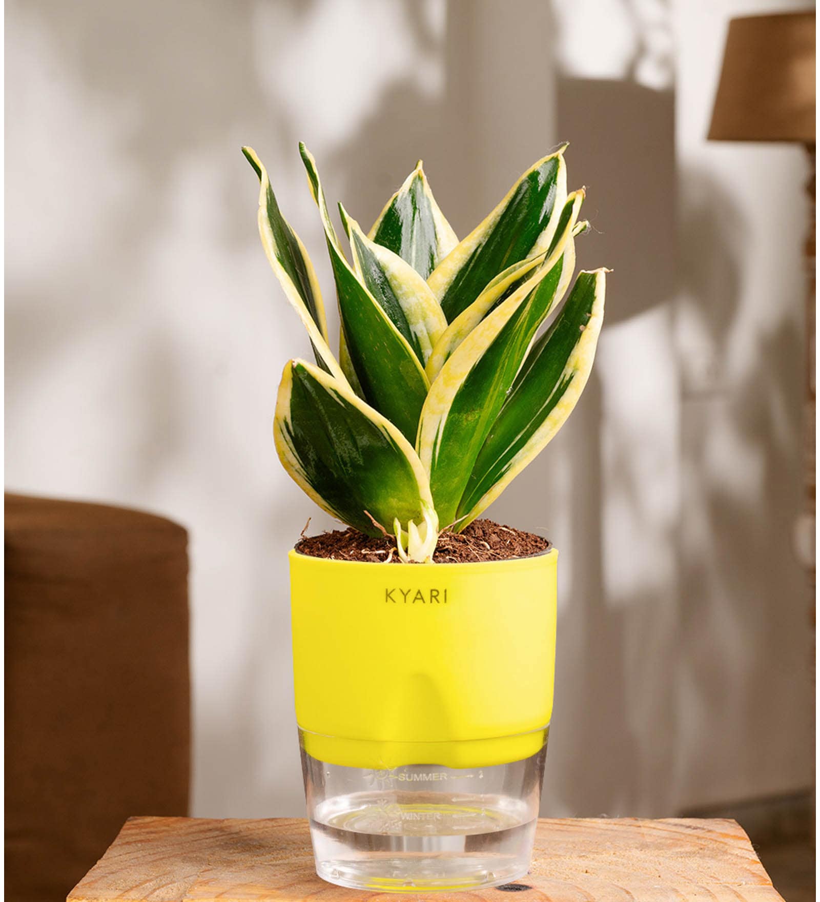 Sansevieria Golden Hahnii Snake Plant With Self Watering  Pot- Yellow