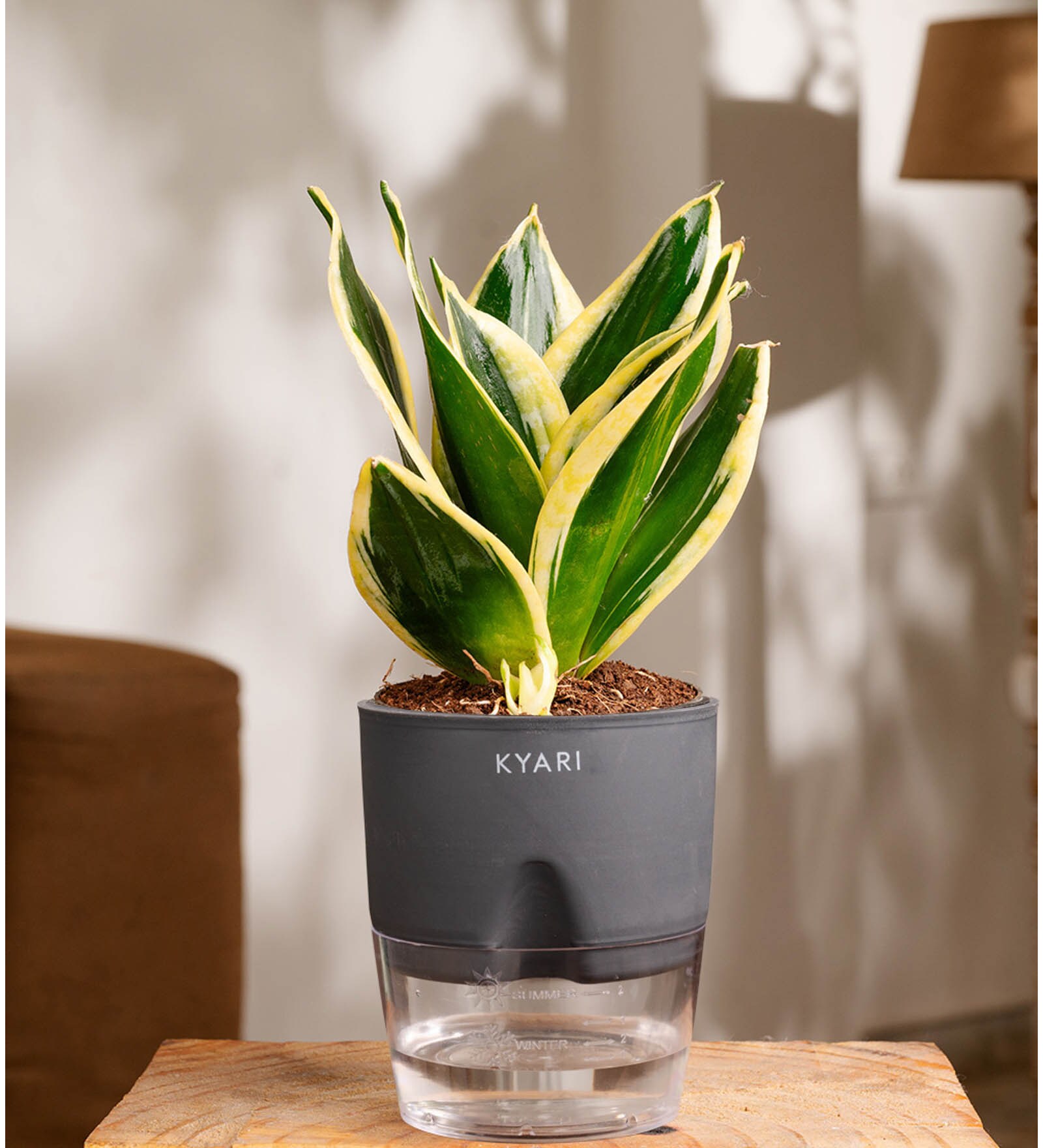 Sansevieria Golden Hahnii Snake Plant With Self Watering  Pot- Grey