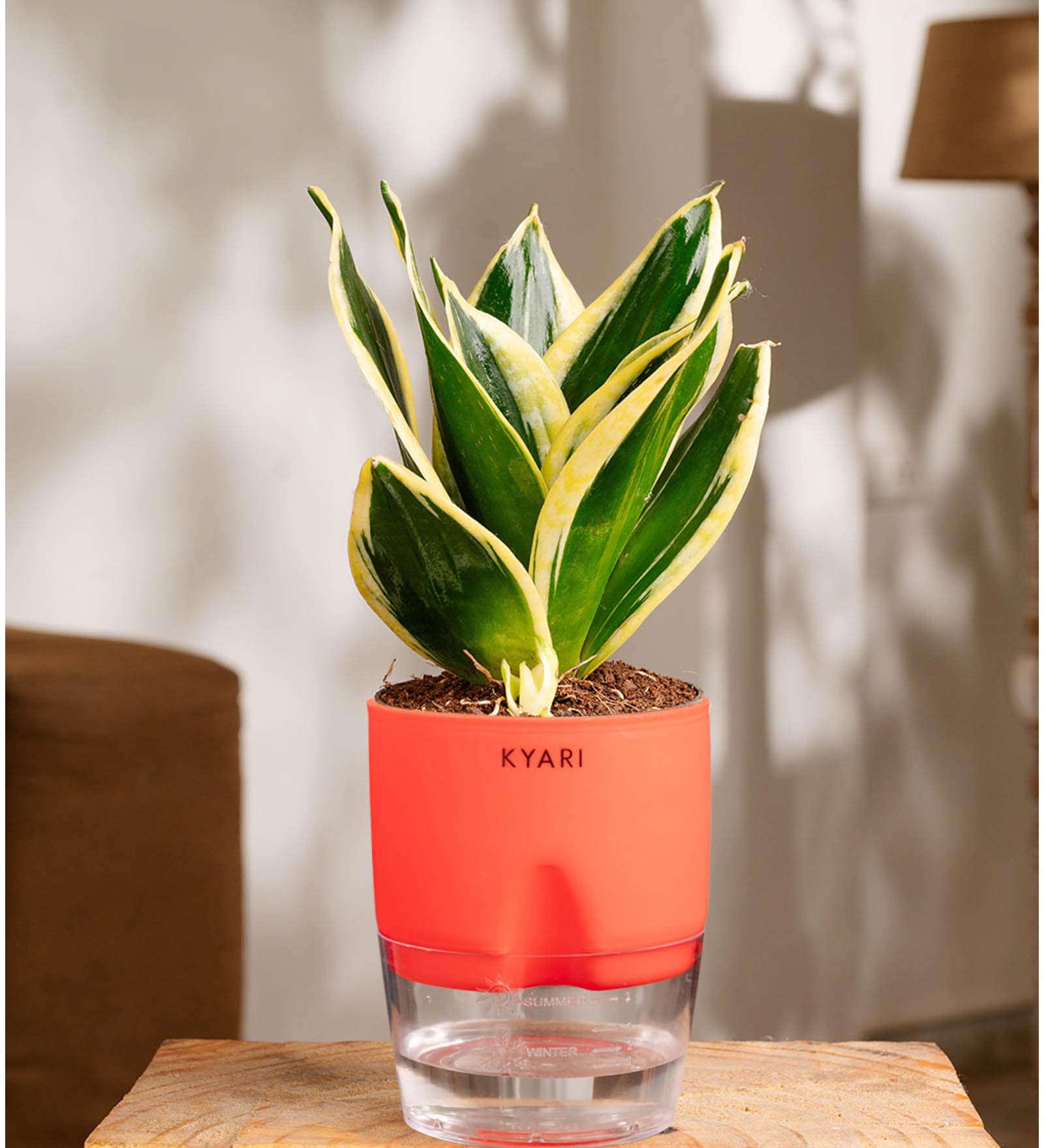 Sansevieria Golden Hahnii Snake Plant With Self Watering  Pot- Red