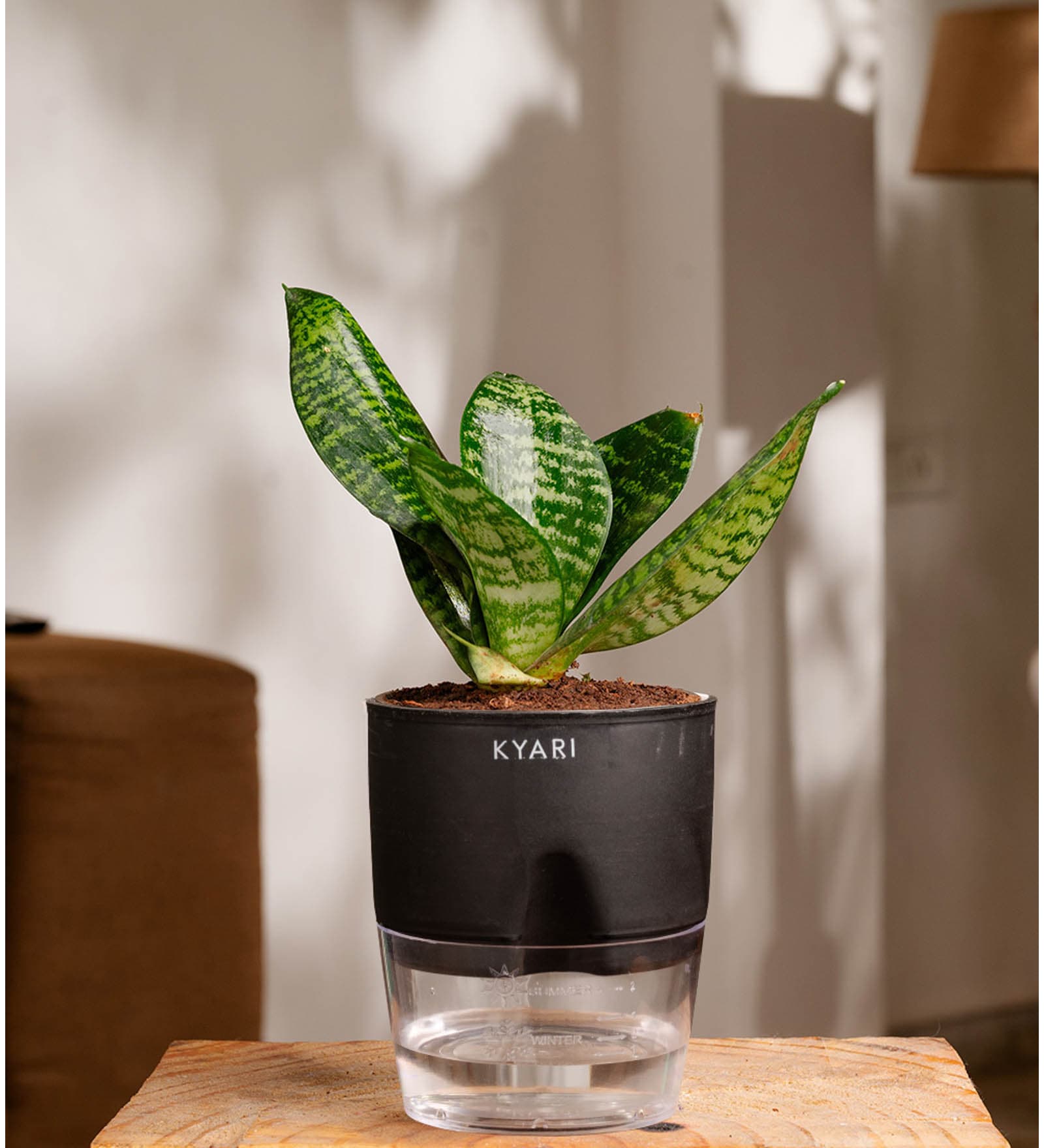 Sansevieria Green Snake Plant With Pot Black