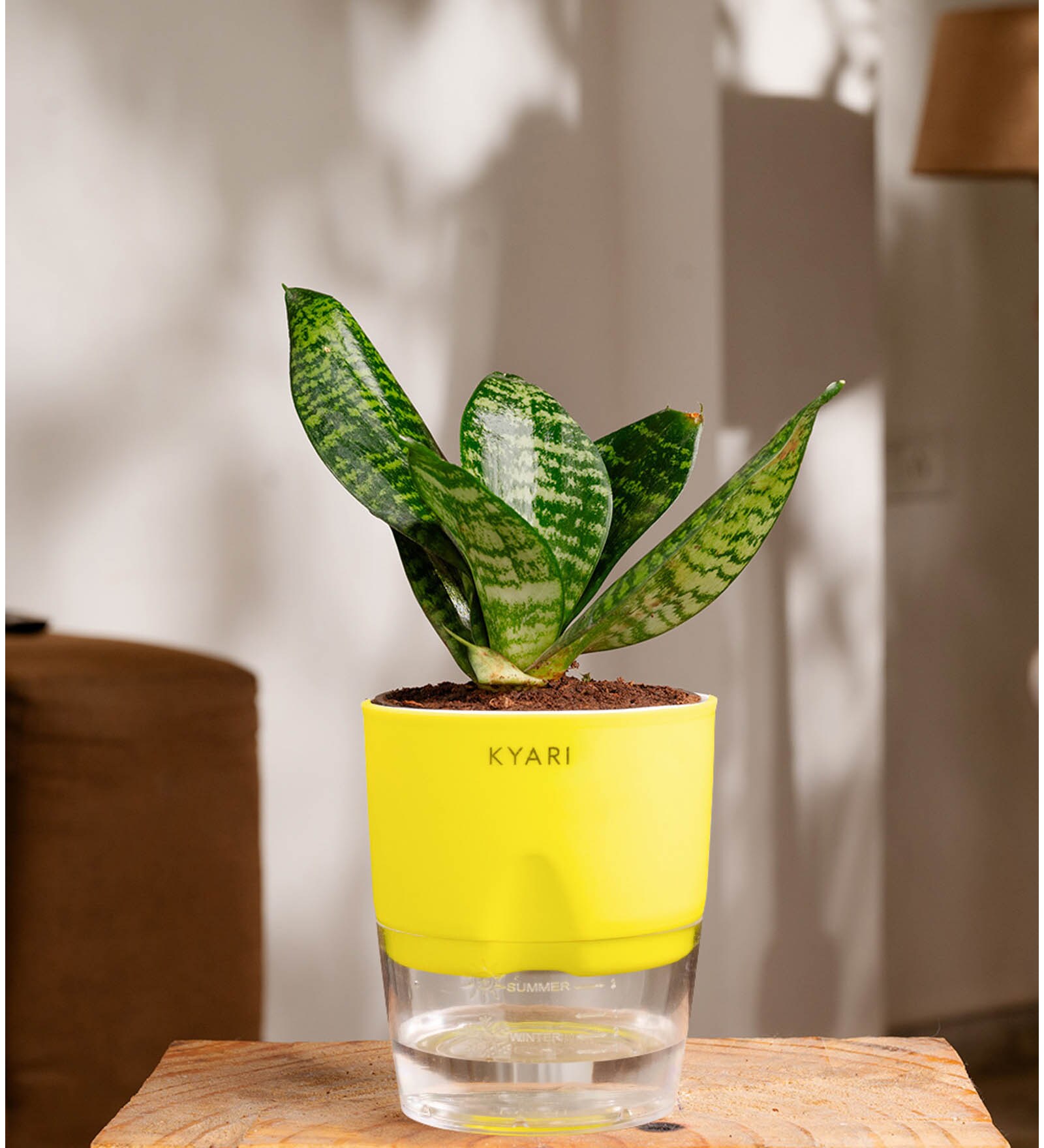 Sansevieria Green Snake Plant With Pot Yellow