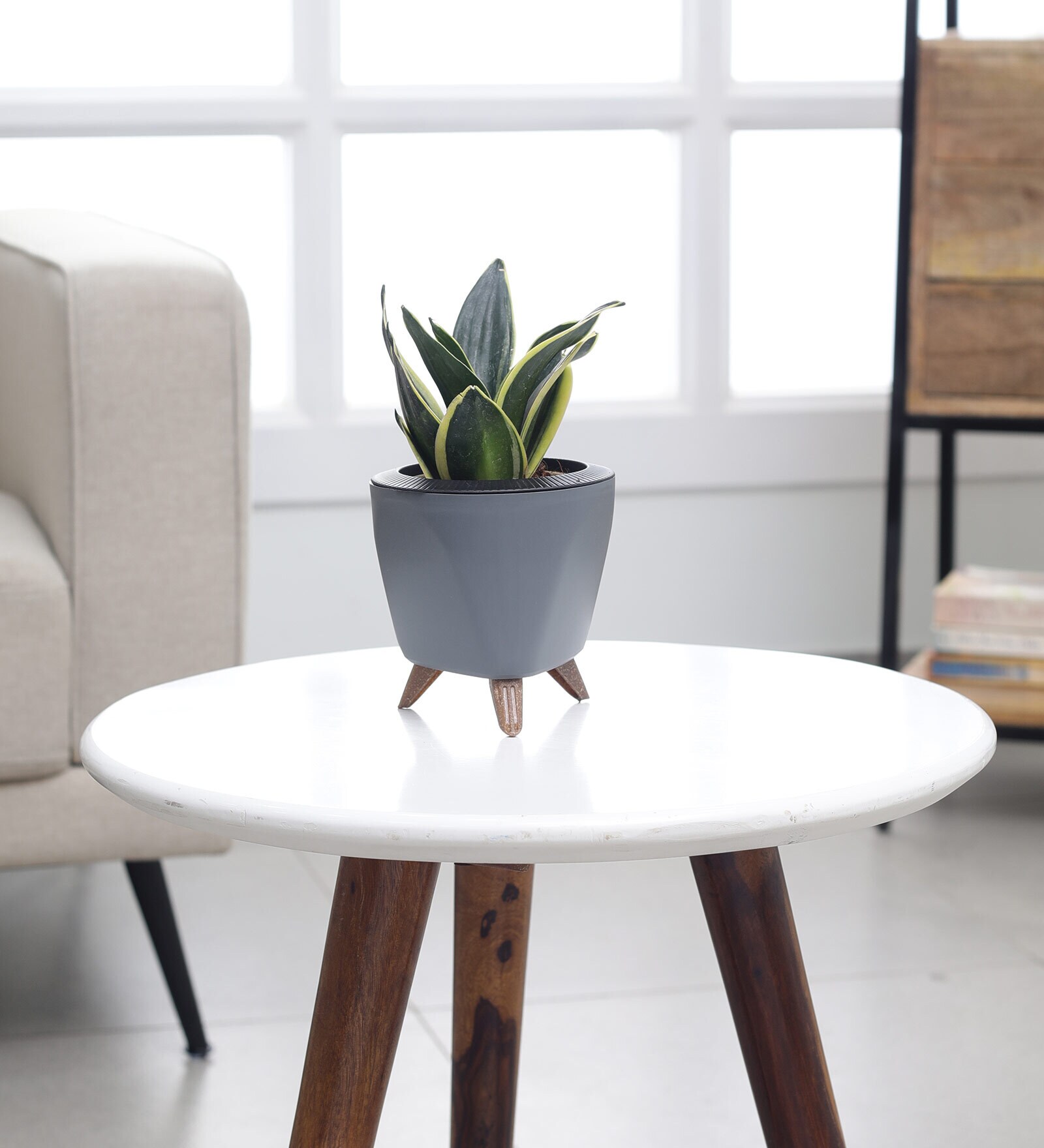 Sansevieria Golden Hahnii Plant With Lagos Grey Plastic Pot