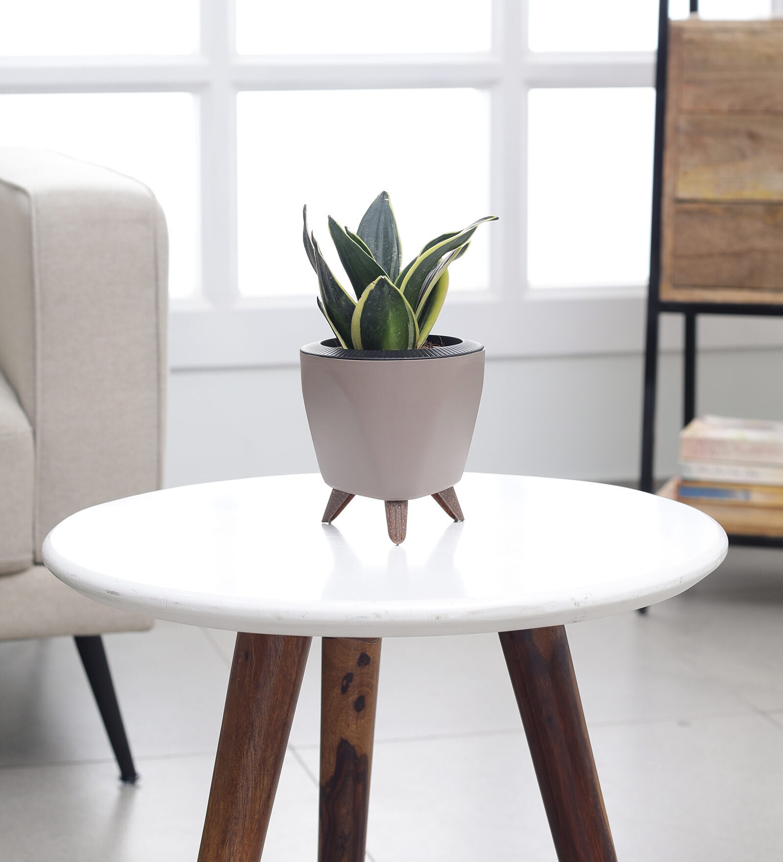 Sansevieria Golden Hahnii Plant With Lagos Mocca Plastic Pot