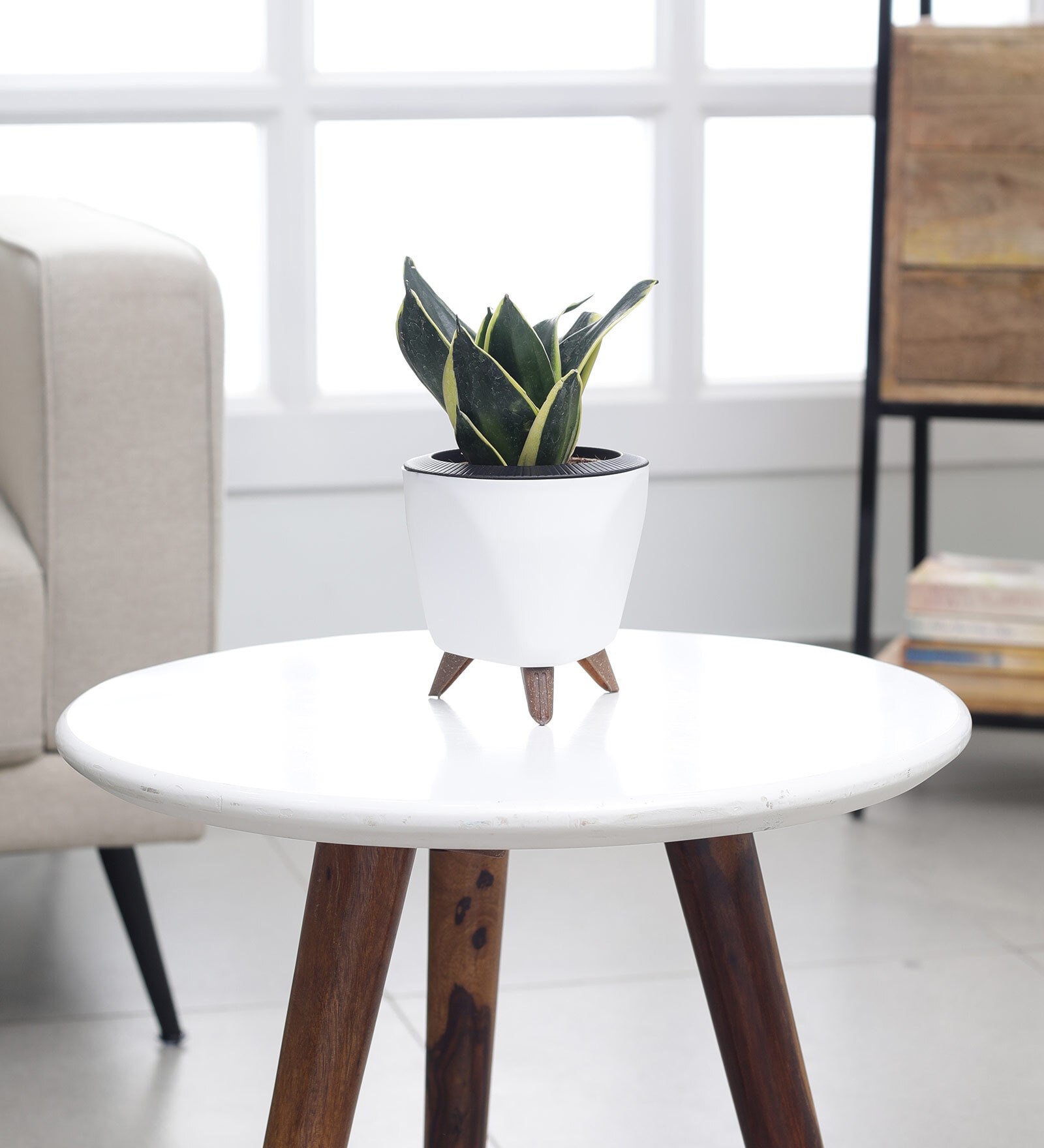 Sansevieria Golden Hahnii Plant With Lagos White Plastic Pot