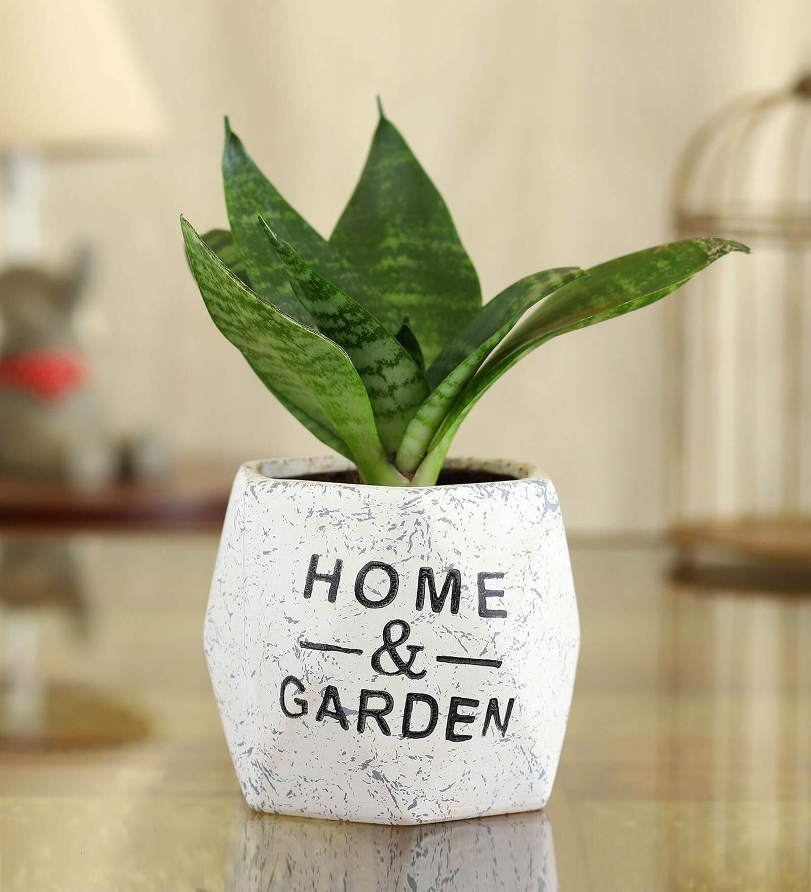 Sansevieria Natural Plant In Home And Garden Octa Shape Ceramic Pot