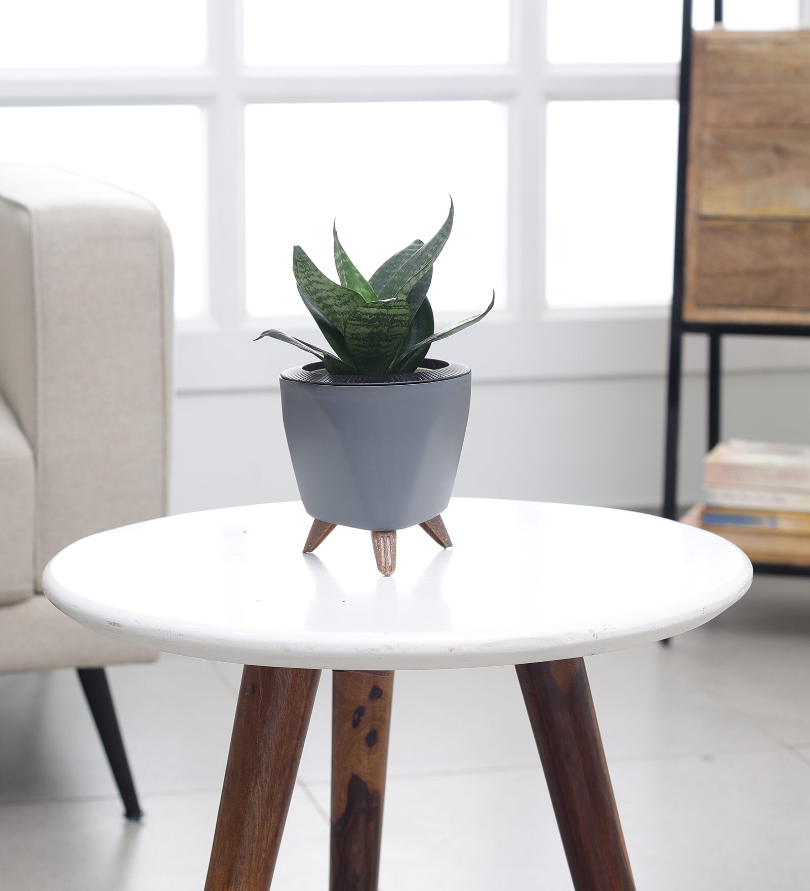 Sansevieria Green Snake Plant With Lagos Grey Plastic Pot