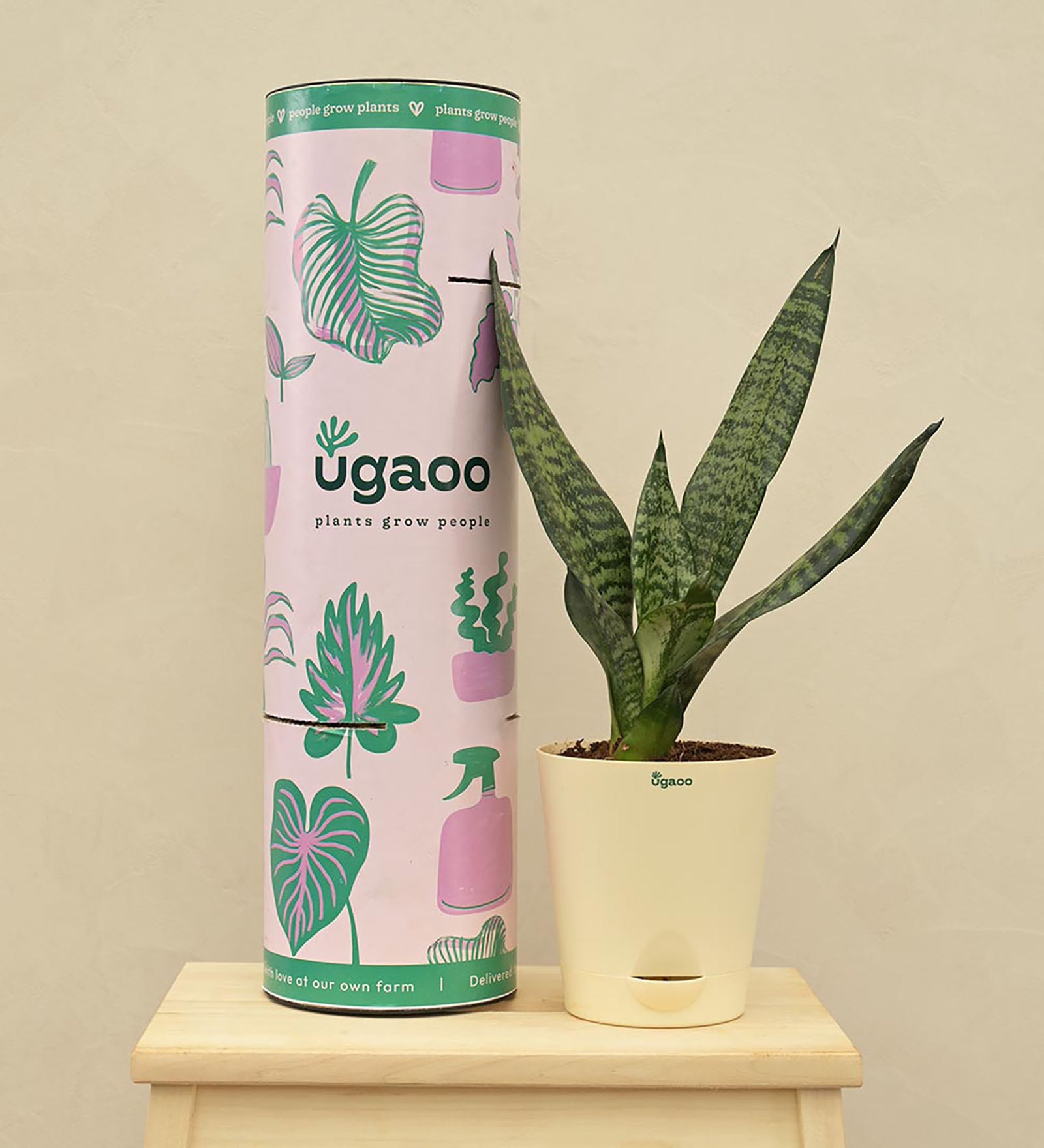 Sansevieria Superba Green