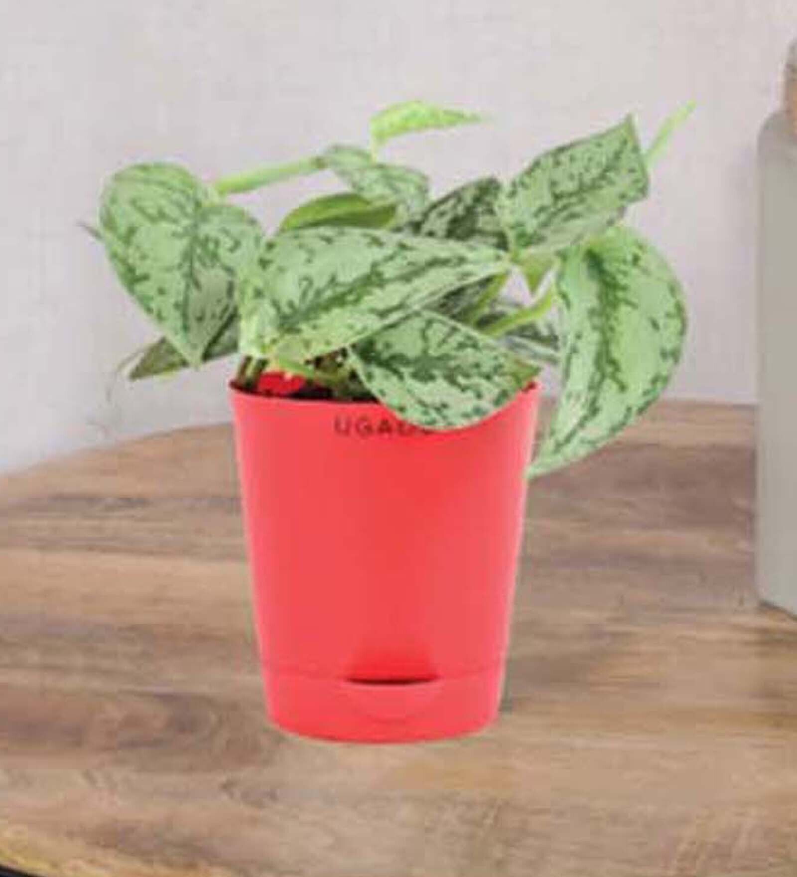 Satin Silver Splash With Pot Natural Plant