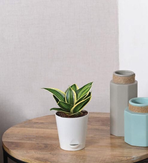 Sanseviera Stars N Stripes Natural Plant in White Self Watering Plastic Pot by Ugaoo