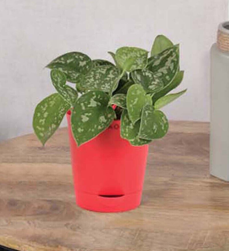 Buy Satin Pothos Argyraeus Air Purifier Plants by Ugaoo Online Air