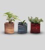 Sanseivera, Jade And Arrowhead Natural Plant in Muticoloured Pinewood Pot, Set of 3