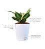 Sanseviera Stars N Stripes Natural Plant in White Self Watering Plastic Pot