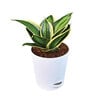 Sanseviera Stars N Stripes Natural Plant in White Self Watering Plastic Pot