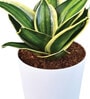 Sanseviera Stars N Stripes Natural Plant in White Self Watering Plastic Pot