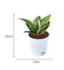 Sanseviera Stars N Stripes Natural Plant in White Self Watering Plastic Pot