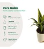 Sansevieria Gold Flame Snake Natural Plant in White Self Watering Plastic Pot