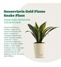 Sansevieria Gold Flame Snake Natural Plant in White Self Watering Plastic Pot